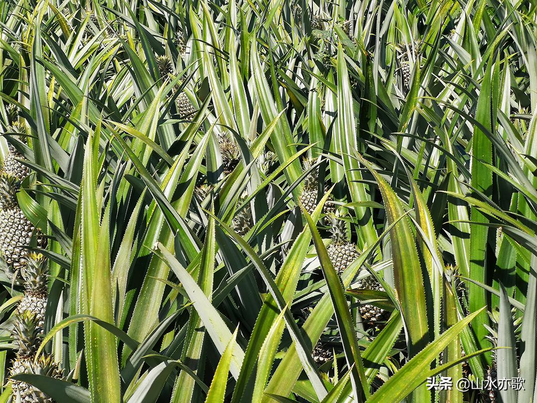 石家庄自驾海南旅游攻略,石家庄到海南三亚自驾游最佳路线