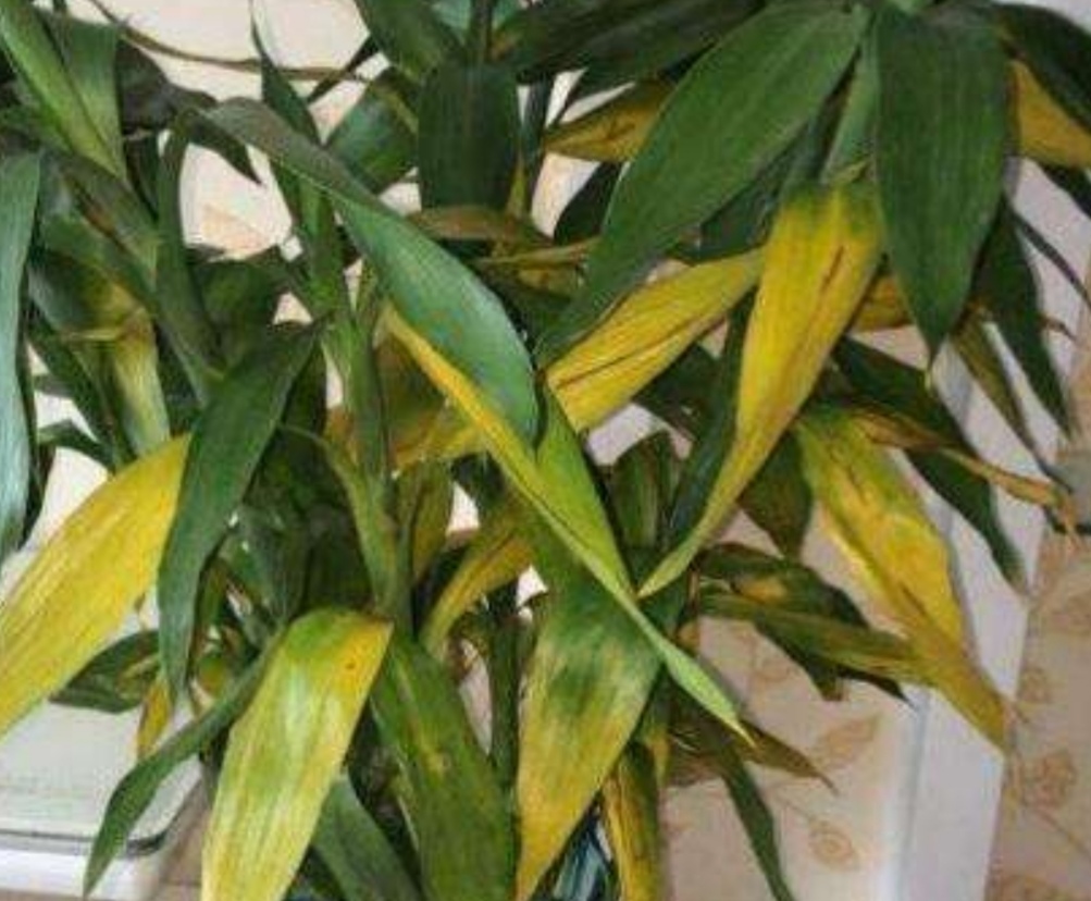 水培富贵竹出现黄叶，常由5方面造成，应及时解决