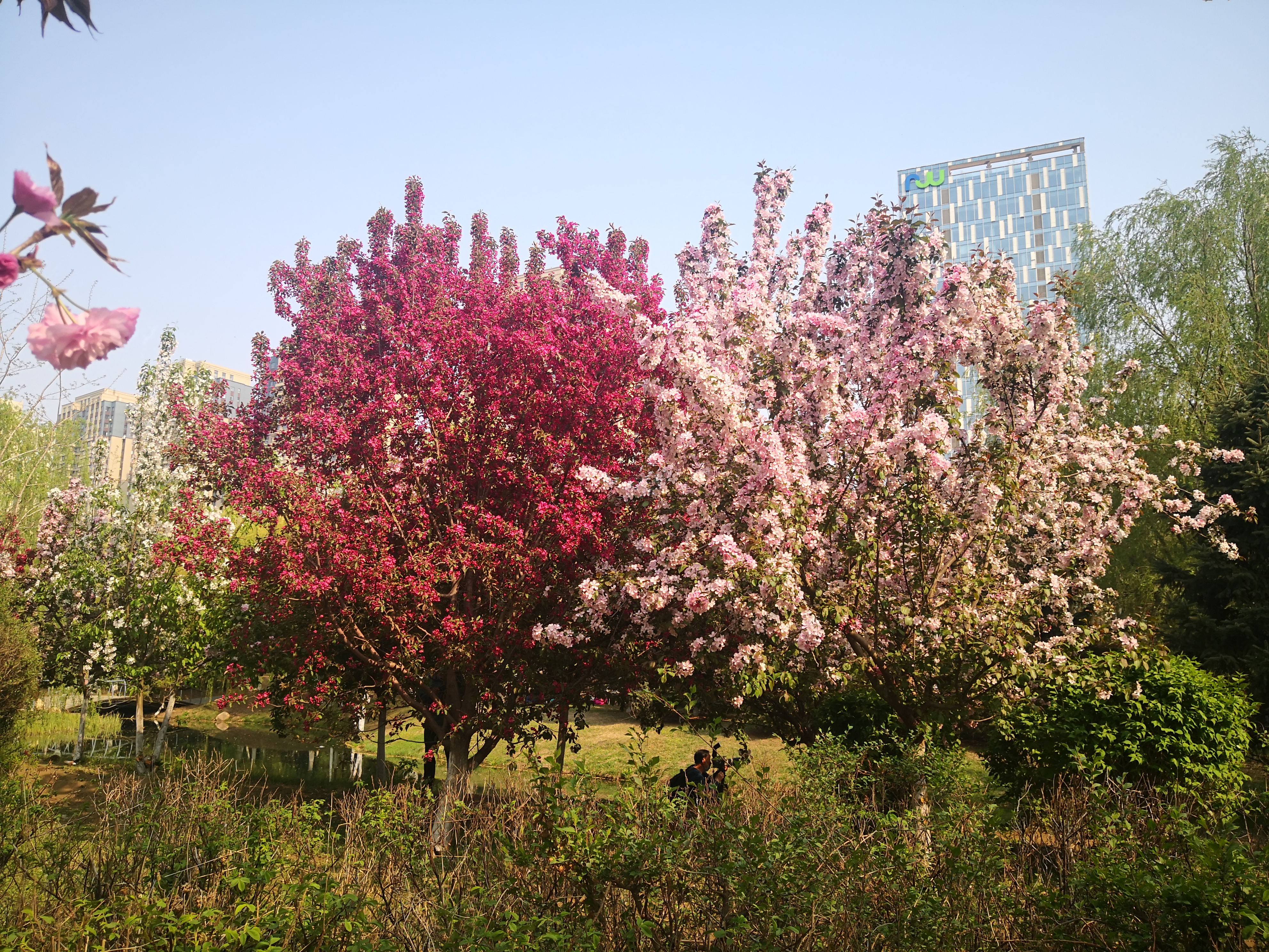 沈阳和平区樱花,沈阳和平区看樱花