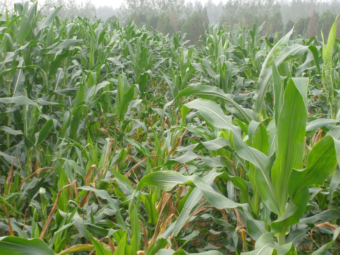 玉米长的矮八成是这种病，为减小损失，这3种方法要学会