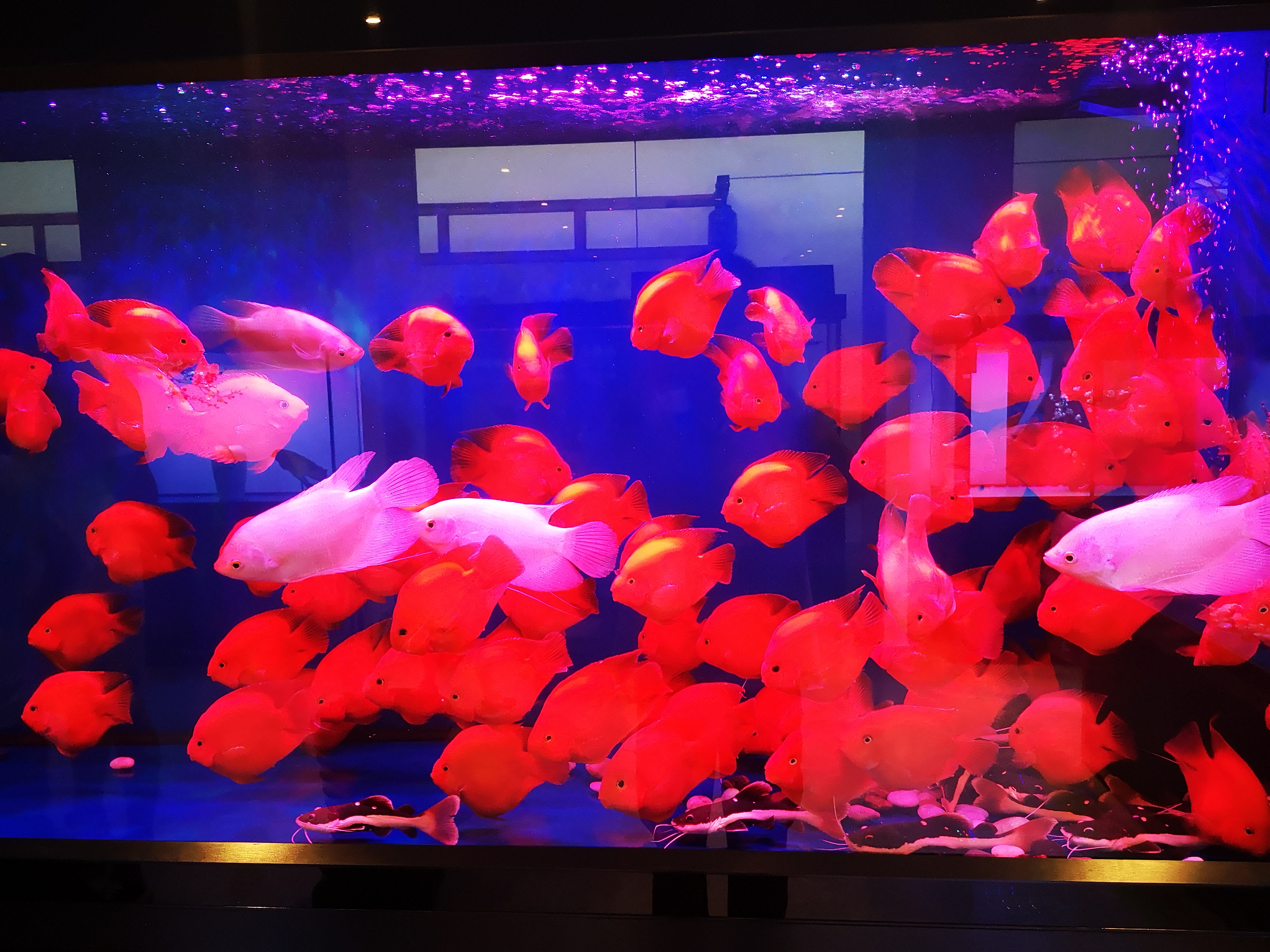 在露台做流水造景养鱼影响风水吗,造景与园艺的区别