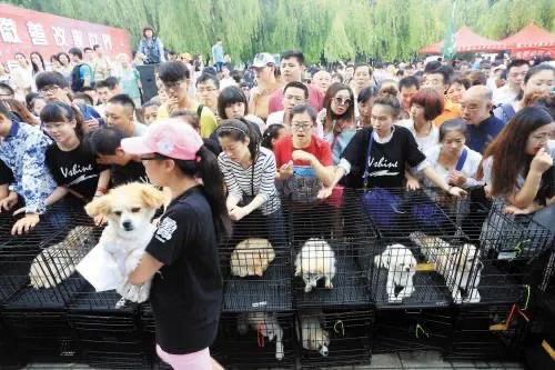 领养代替购买的意义,领养代替购买要给钱吗