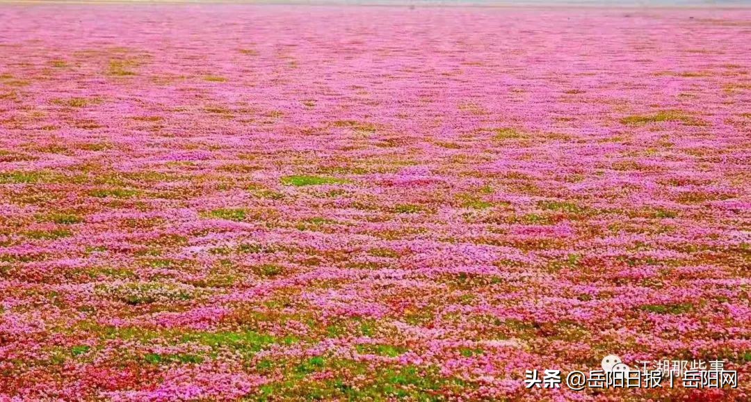 失踪8年的东洞庭湖湿地“秘境”——“紫海香堤”，回来了