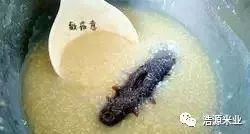 海参小米粥的做法孕妇食用,海参小米粥的做法月子