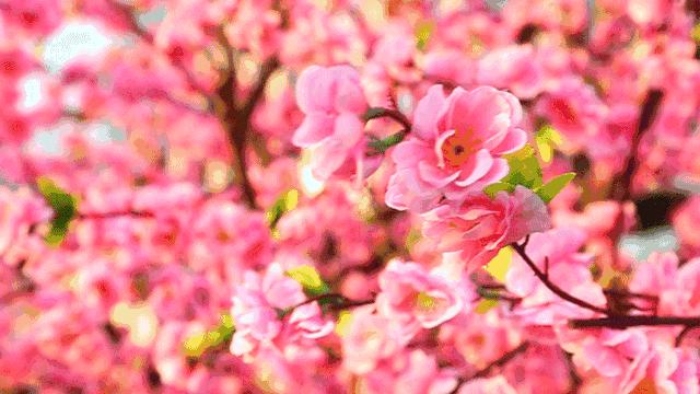 清远清泉湾花海玻璃桥,清远阳山天境山玻璃桥