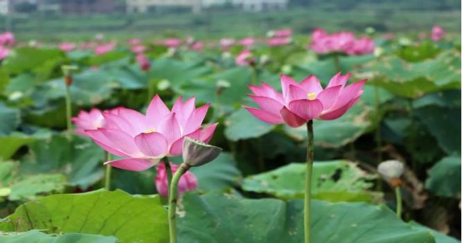 免疫药物不良反应如何处理好,滥用药物怎么恢复