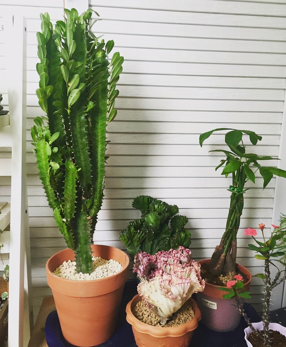 富贵花金玉满堂怎么栽培,6种长寿花能活一百年漂亮又吉利