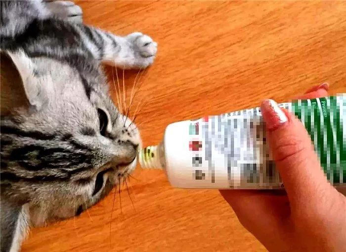 猫呕吐的原因毛球症 (猫咪呕吐毛球是怎么回事)