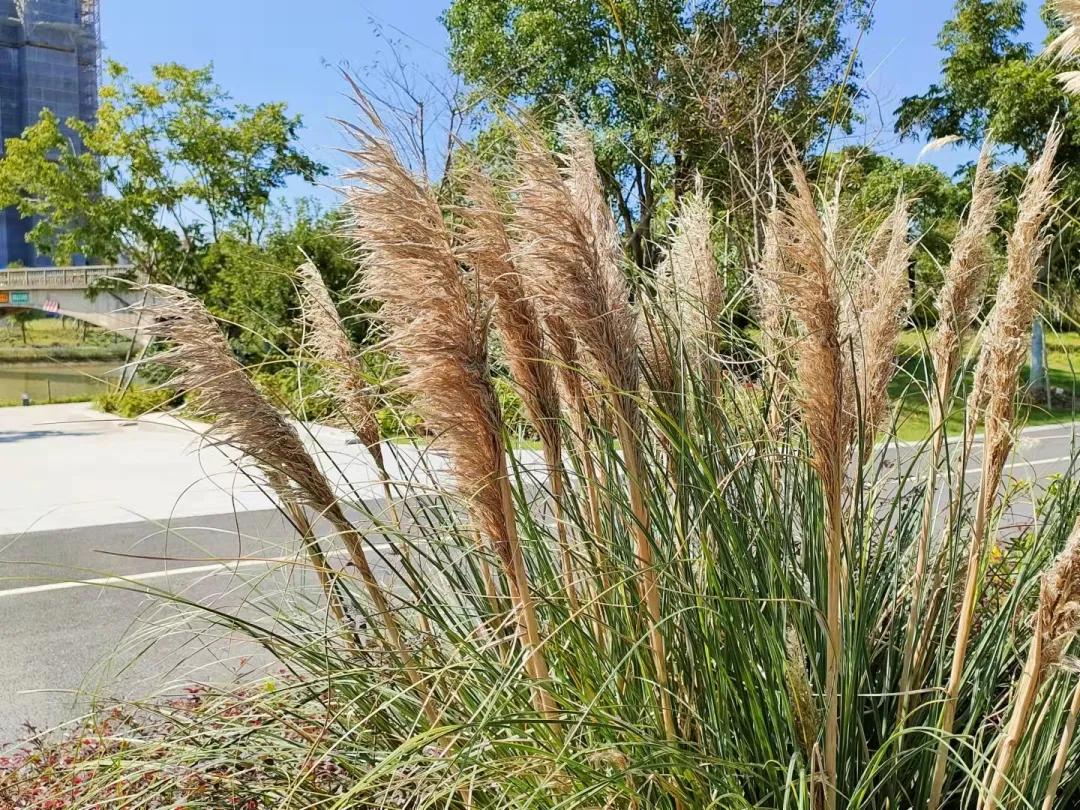 上海观赏草,上海之鱼冬天风景