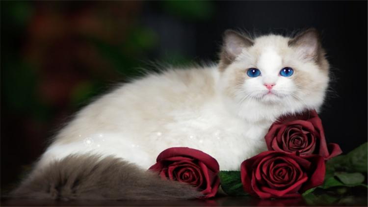 猫把人抓伤了怎么办,被猫抓伤了应该怎么办