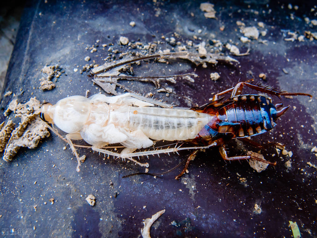 一只蟑螂被砍了头最多能活多久,蟑螂被杀后能活多久