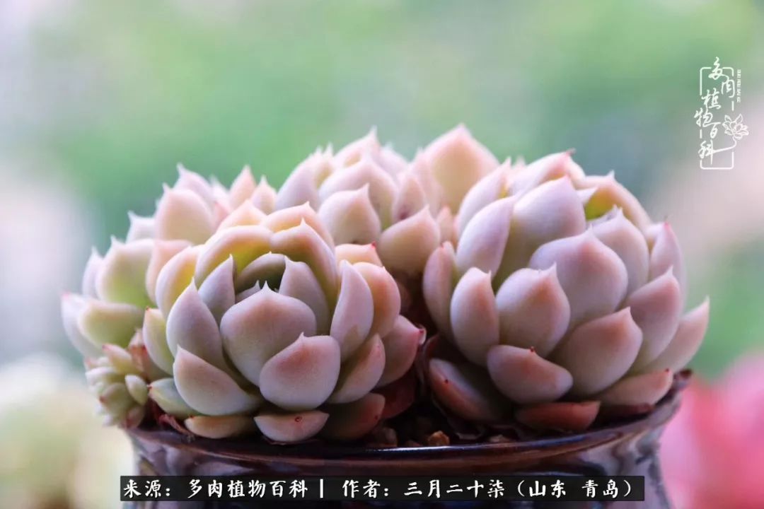 有多肉，有狗狗，给生活多一点惊喜