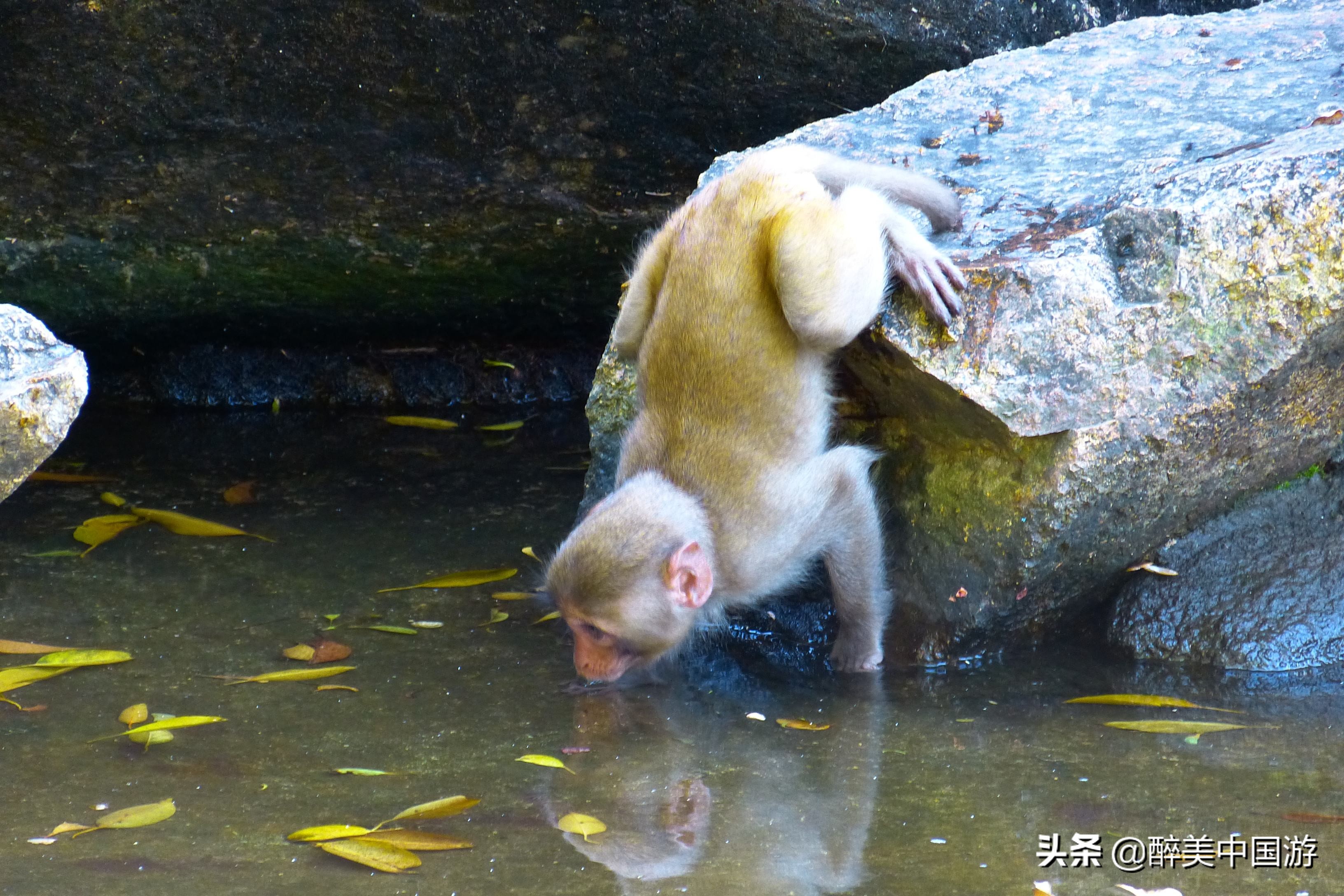 海南岛南湾猴岛,海南南湾猴岛在哪里
