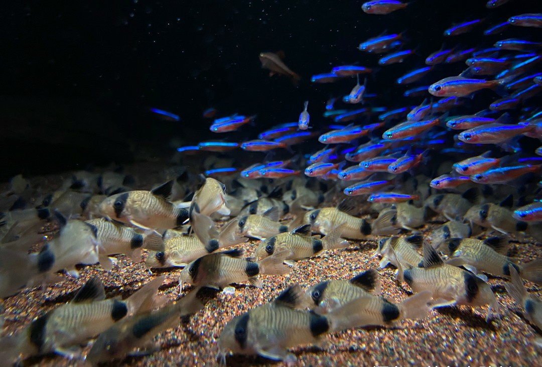 观赏鱼用什么水草养最合适,水草鱼缸养灯鱼要制氧吗