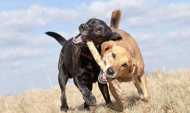 狗咬狗怎么办视频,狗被其他狗咬了立马打狂犬有用吗
