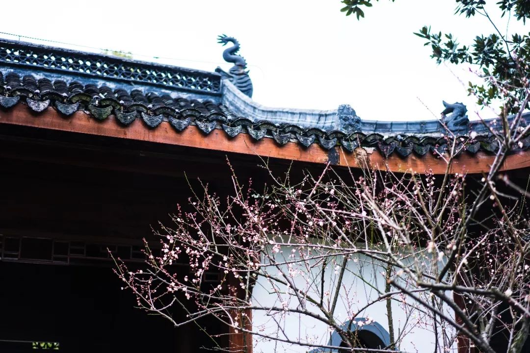 杭州孤山梅园图片,杭州赏梅园