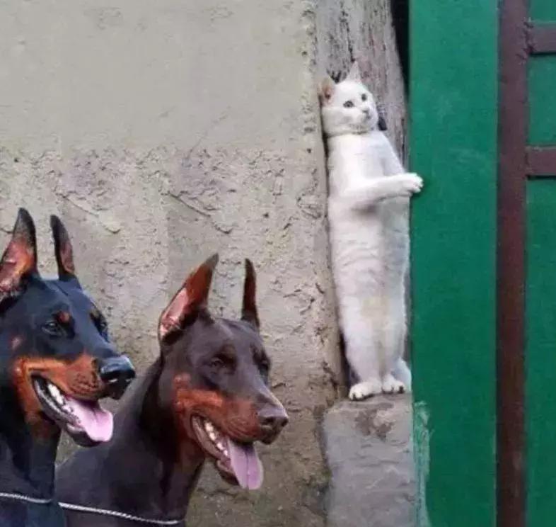 动物星球沙雕系列手办,你从未见过的沙雕手办