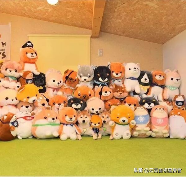 日本一博主给自家的两只柴犬买了几十只玩偶每天上演真实版找不同