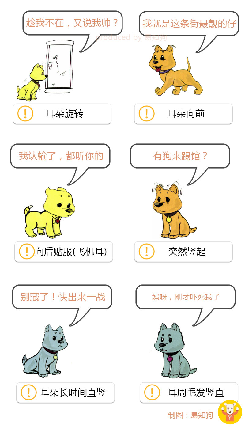 狗狗尾巴动作代表的含义,狗狗的尾巴动作代表的含义