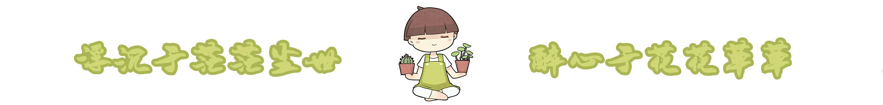 盆栽吊兰怎么打理,吊兰绿植盆栽怎么养能长藤