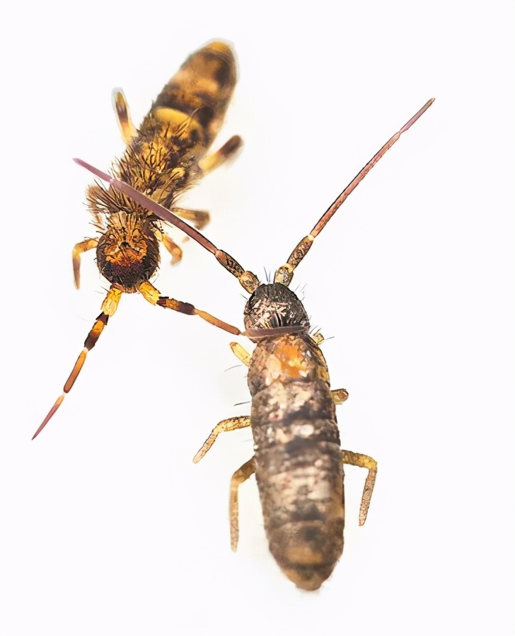 生态缸老水缸,生态缸老死鱼怎么回事