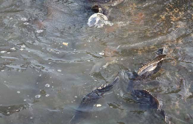 创业养鳜鱼致富有门道,鱼塘创业养鳜鱼