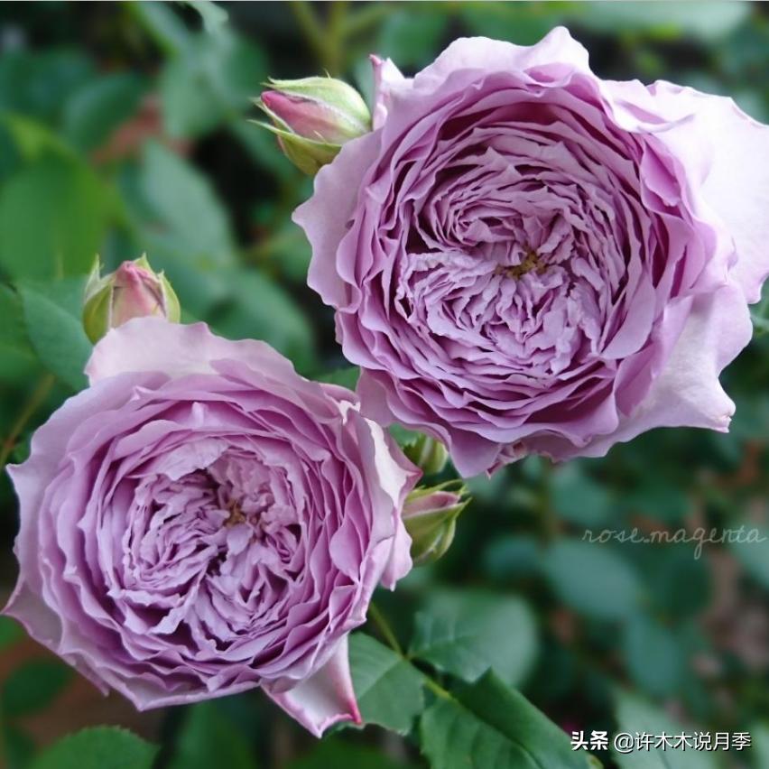 月季根瘤预防,月季根瘤传染别的植物吗