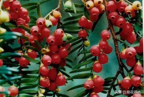 红豆杉和水杉有什么区别,红豆杉和水杉怎么辨别