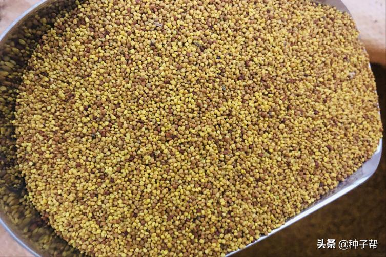 白三叶护坡草坪,护坡草坪哪种好