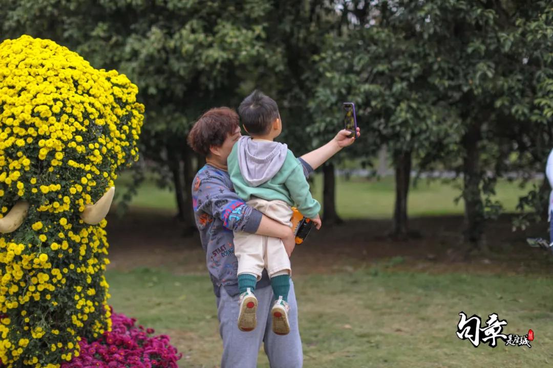 兴化千垛菊花海,广州海心沙菊花海