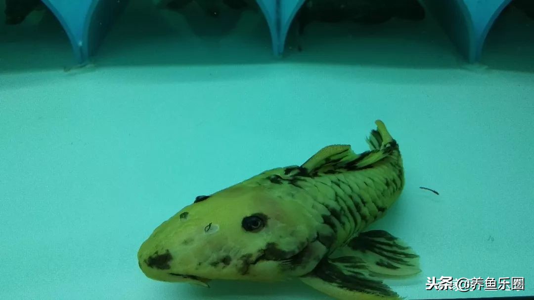 这位土豪家的渔场,光滤材就花了500多万,你确定不要见识一下?