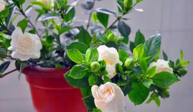 栀子花掉花苞黄叶补救方法,栀子花黄叶掉花苞如何挽救