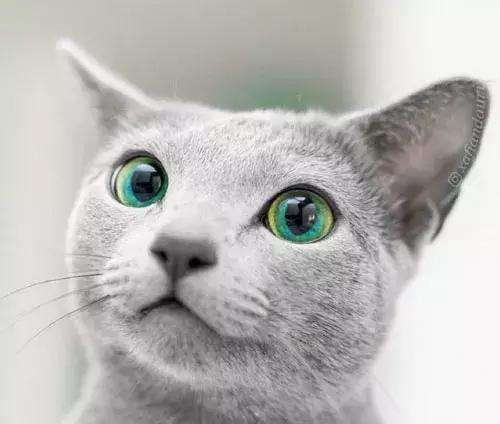 每天送你一只猫,(十三)俄罗斯蓝猫,冬天的精灵