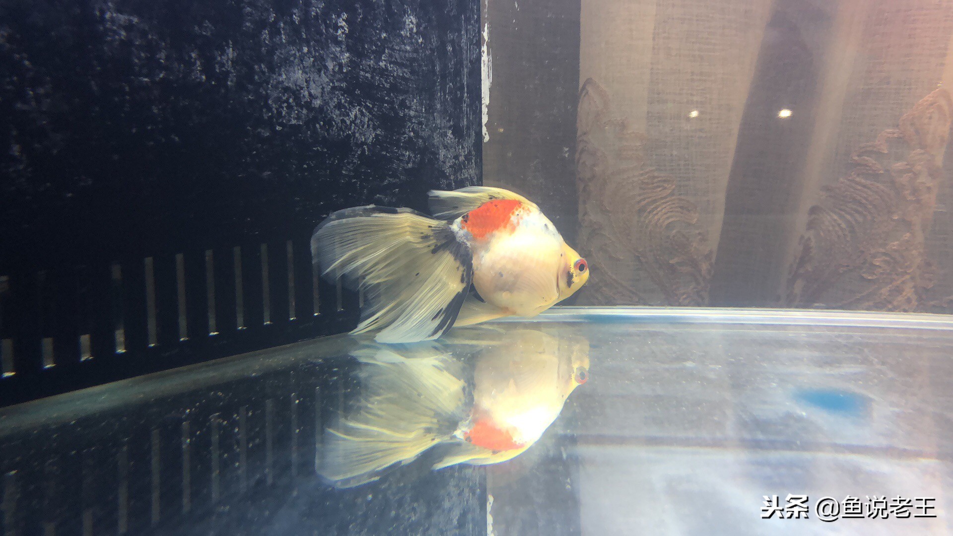 金鱼吃多了趴缸能自己恢复吗,泰狮金鱼肠炎趴缸底怎么治疗