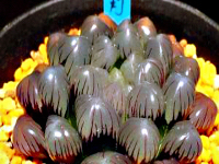 冰灯玉露防辐射彩色多肉植物,超大母本冰灯玉露多肉植物