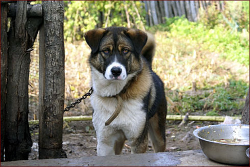 中华田园犬与古代田园犬,中华田园犬常识大全