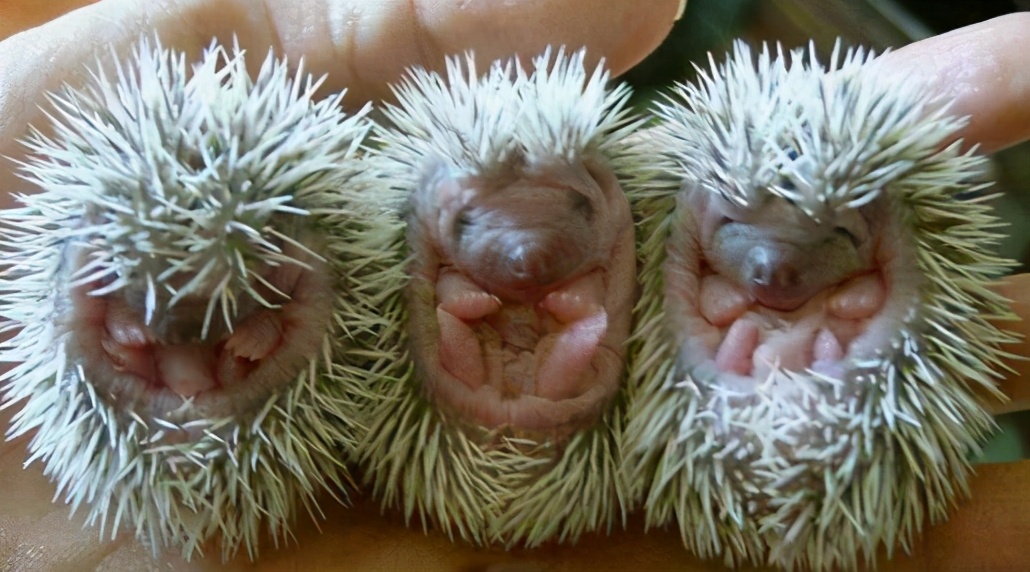 一晚上抓71只刺猬！山东一对夫妻被抓！为保护动物，每只200元