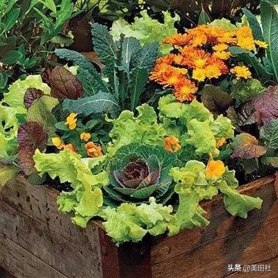 怎么样能纸上种菜,在家种菜可以做什么