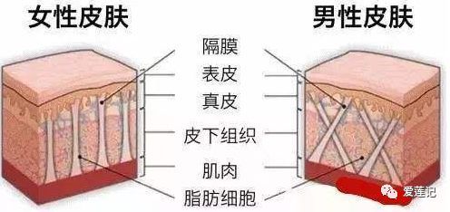 肥胖纹和皮疹的区别,肥胖纹和橘皮纹的区别