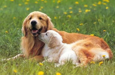 狗狗为什么知道主人对它好不好,狗狗的这几种行为最容易被误解