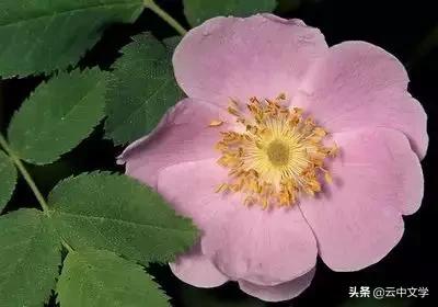 花语大全100种花图片,100种花的花语太全了