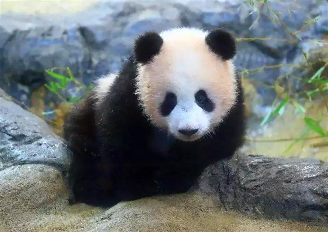 安倍访华欲再租大熊猫，旅日熊猫或将突破十只，住所已安排妥当！