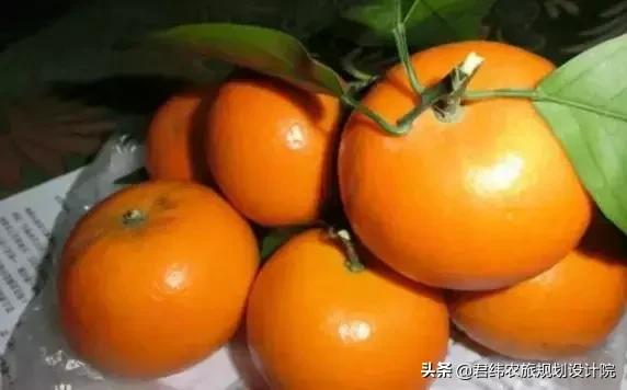 鏌戞涓殑璐垫棌娌冩煈,鏌戞涔嬪弸娌冩煈