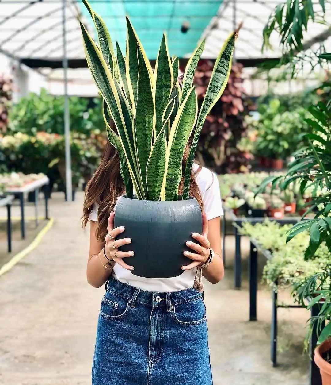 新房防甲醛买什么植物,新房甲醛克星植物