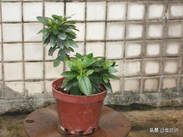 提根杜鹃盆景欣赏,杜鹃提根盆景浇水