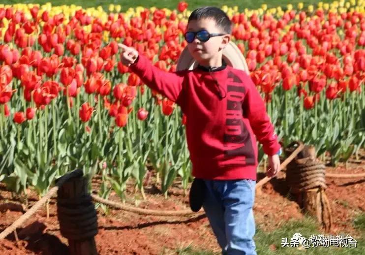 太热闹!弥勒花海、人海、车海、舞海...这些人上镜了!