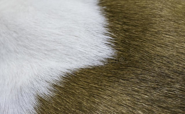 如何清理宠物毛发小妙招,如何除去换洗衣物上的宠物毛发