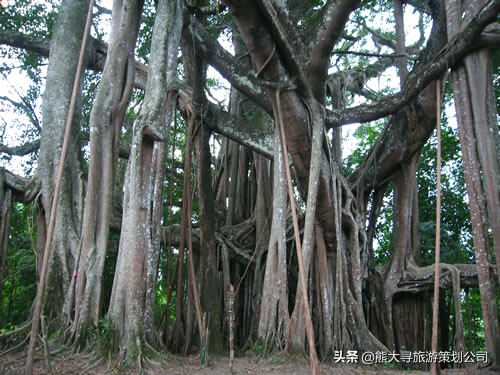 中国最大伊甸园,发现人类秘密