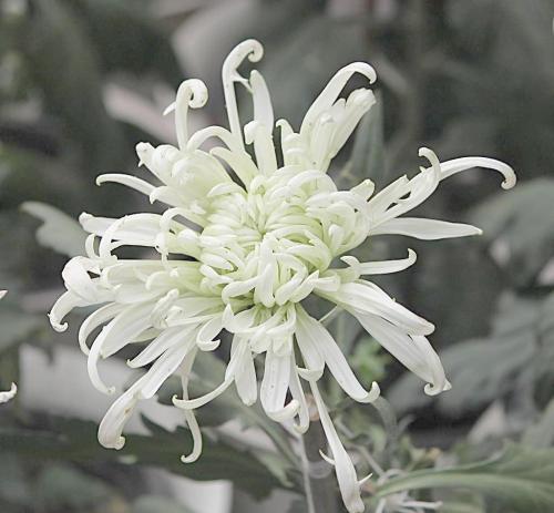 24个节气24朵花,你觉得24节气里面哪个节气最美