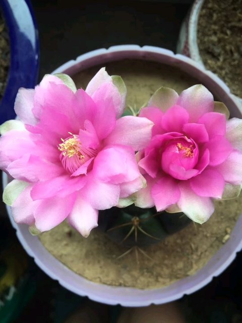 十个仙人球,最新30个仙人球品种